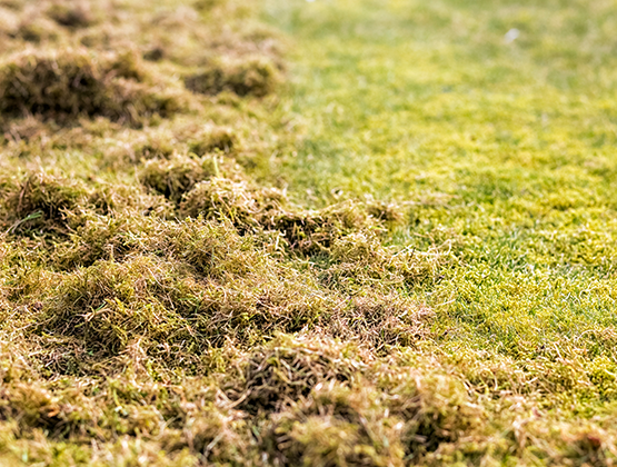 Close up of turned over grass and normal lawn.