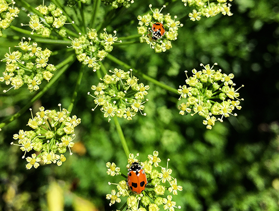 Green plant with ladybug on end