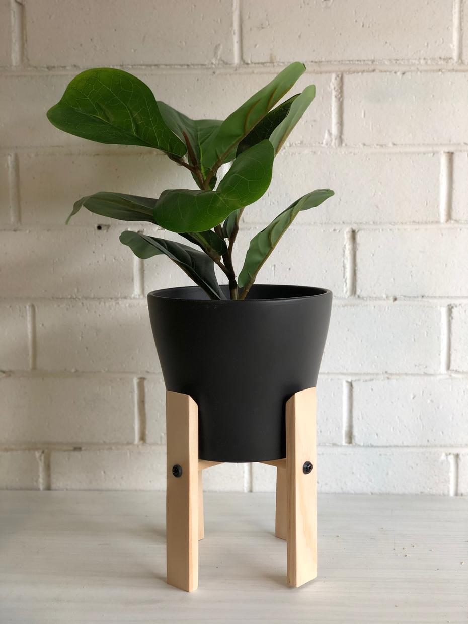A timber plantstand holding a black pot and small fiddle fig plant