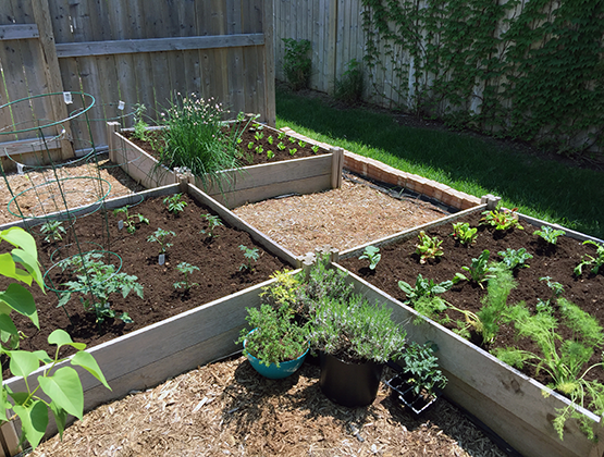 Three planter boxes with veggies growing