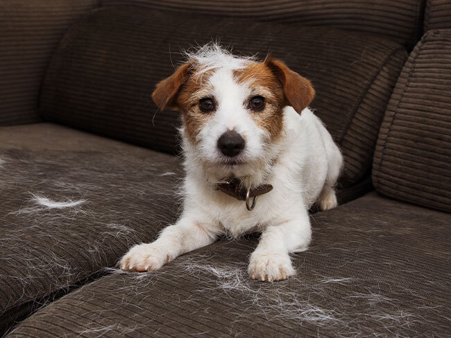 A white-haired Jack Russell Terrier on a brown corduroy couch, showing that the dog has malted all over the seat cushions. 