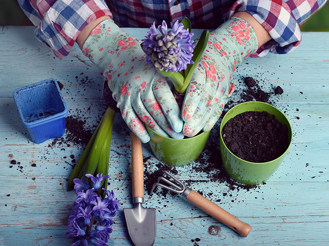 A person at a workbench wearing gardening gloves with garden tools nearby, handplanting a hyacinth into a planter pot. 