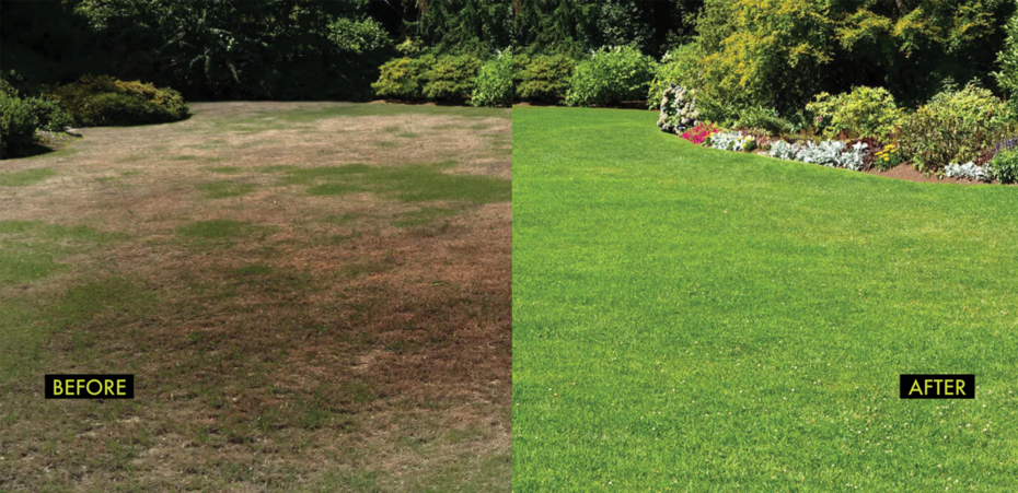 Split image of a patchy brown 'before' lawn and a green 'after' lawn.