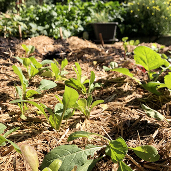 Garden shot of seedlings with mulch around them